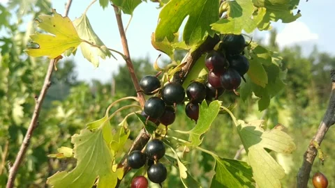 B roll. Ripe black currant bush swaying in the wind Stock Footage 157849441
