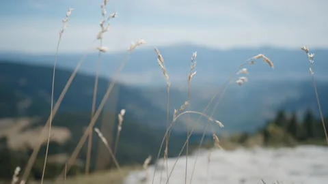 B-roll shot of moving grass on wind at mountain with blurred valley view Stock Footage 256897883