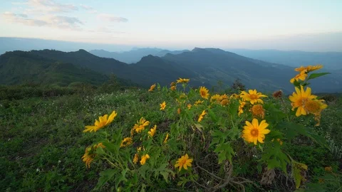 B Roll Shot. Yellow flowers at the top of the mountain during sunrise time Stock Footage 120689153