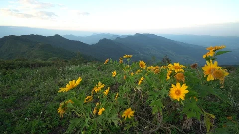 B Roll Shot. Yellow flowers at the top of the mountain during sunrise time Видео 120740421