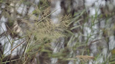 B- Roll, Slow motion Nature Shot, The feather grass flower blowing in the wind. Stock Footage 248867158