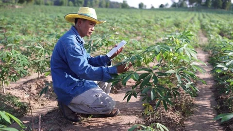 B roll of Smart farmer using a tablet for checklist Cassava field agriculture. Stock Footage 131865728