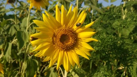 B roll.  A sunflower head sways in the wind  Summer.  Sunny weather. Stock Footage 157987610