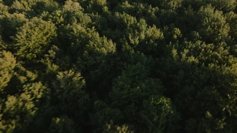 B-roll of treetops on a summer day 스톡 동영상 340950676