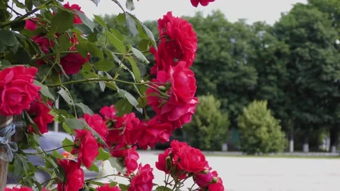 B-roll video in an urban environment with flowers, passers-by and cars Stock-Footage 156399516