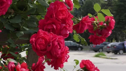 B-roll video in an urban environment with flowers, passers-by and cars Stock Footage 156399520