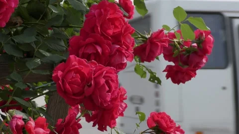 B-roll video in an urban environment with flowers, passers-by and cars Stock Footage 156399526