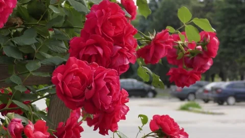 B-roll video in an urban environment with flowers, passers-by and cars Stock Footage 156399529