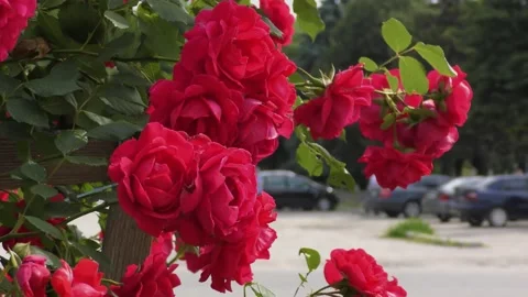 B-roll video in an urban environment with flowers, passers-by and cars Stock-Footage 156399543