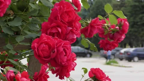 B-roll video in an urban environment with flowers, passers-by and cars Stock Footage 156399547