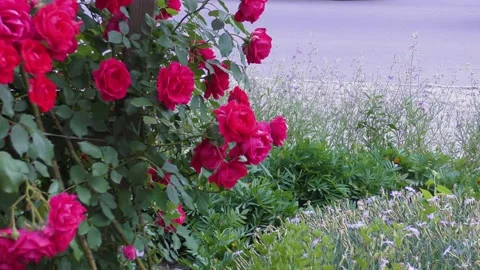 B-roll video in an urban environment with flowers, passers-by and cars Stock Footage 156399558