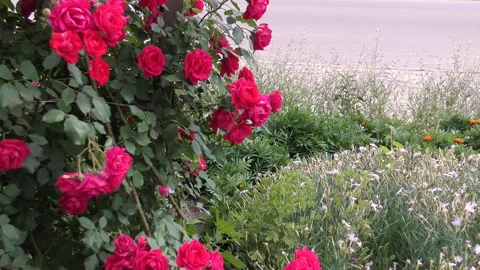 B-roll video in an urban environment with flowers, passers-by and cars Stock Footage 156399574