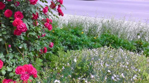 B-roll video in an urban environment with flowers, passers-by and cars Stock-Footage 156399577
