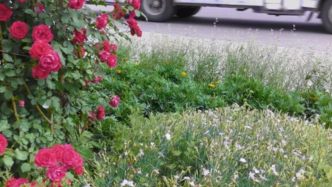 B-roll video in an urban environment with flowers, passers-by and cars Stock Footage 156399595