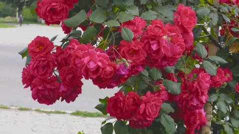 B-roll video in an urban environment with flowers, passers-by and cars Stock Footage 156399625