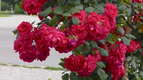 B-roll video in an urban environment with flowers, passers-by and cars Stock Footage 156399642