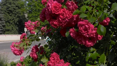 B-roll video in an urban environment with flowers, passers-by and cars Stock-Footage 156399690