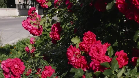 B-roll video in an urban environment with flowers, passers-by and cars Stock-Footage 156399691