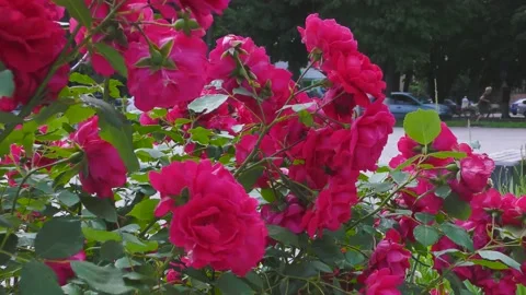 B-roll video in an urban environment with flowers, passers-by and cars Stock Footage 156399697