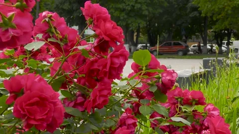 B-roll video in an urban environment with flowers, passers-by and cars Stock Footage 156399720