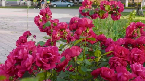 B-roll video in an urban environment with flowers, passers-by and cars Stock Footage 157045338