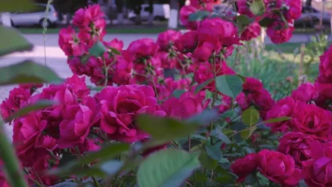 B-roll video in an urban environment with flowers, passers-by and cars Stock Footage 157045361