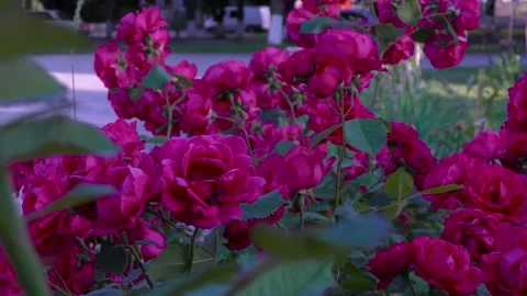 B-roll video in an urban environment with flowers, passers-by and cars Stock Footage 157045369