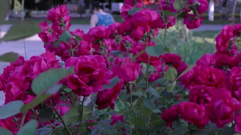 B-roll video in an urban environment with flowers, passers-by and cars Stock Footage 157045442