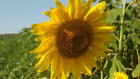 B roll.  A young sunflower head sways in the wind.  Summer.  Sunny weather. Stock Footage 157987592