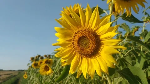 B roll.  A young sunflower head sways in the wind Stock Footage 157987618
