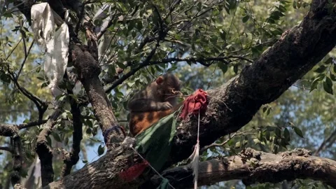 B-rolls of Monkey in Pashupatinath Temple of Nepal Video stock 144862753
