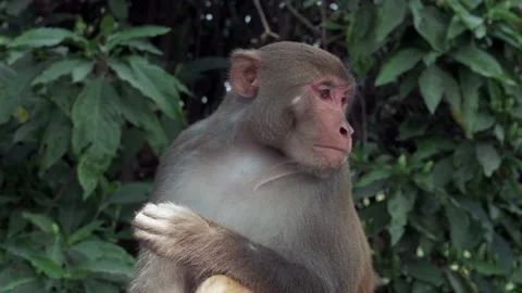 B-rolls of Monkey in Pashupatinath Temple of Nepal Stock Footage 144862930