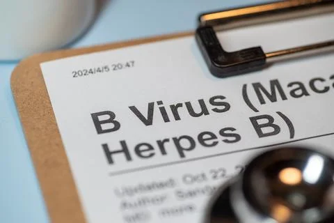 B Virus is the Simplexvirus infecting macaque monkeys. Stock Photos