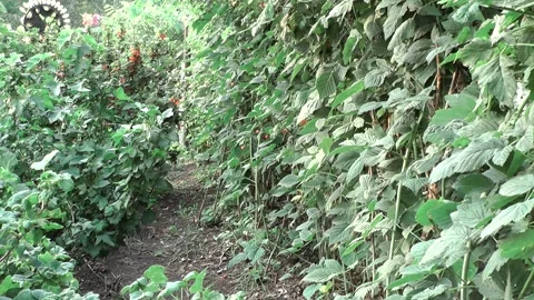 B1 g 動画素材 166271912