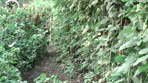 B1 g 動画素材 166271913