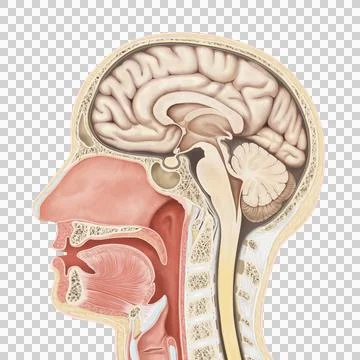 B403 Stock Illustration