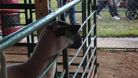 A baaing sheep. Vídeos de archivo 317926904