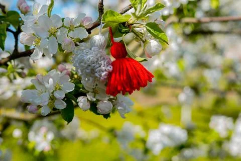 Baba Marta Stock Photos