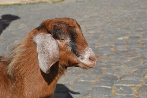 Babay very small two week old young goat with brown fur Stock Photos