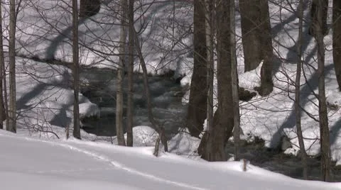 Babbeling creek in winter Video stock 10787604