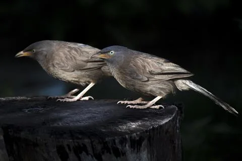 Babbler (jangle babbler) bird Stock Photos