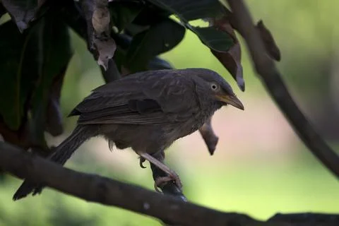 Babbler (jangle babbler) bird Stock Photos