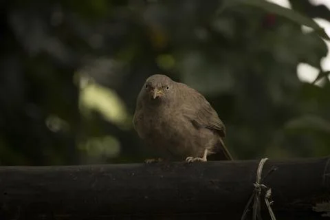 Babbler (jangle babbler) bird Stock Photos