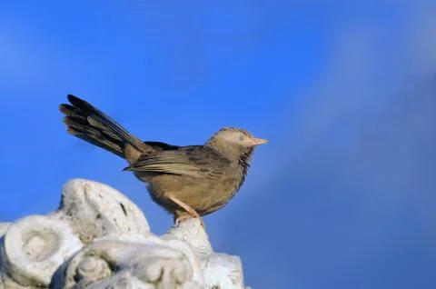 Babbler Foto stock