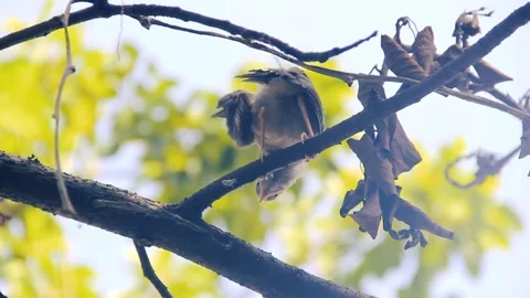 Babbler (Turdoides sp.) Stock Footage 138571210