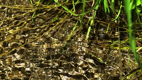 Babbling Brook 02 Slow Motion Stock Footage 71275665