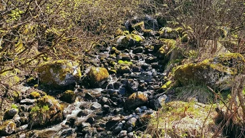 A babbling brook in Alaskan Forest (no sound) Stock Footage 154383974