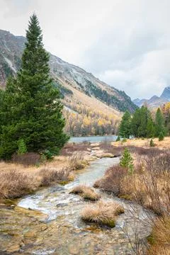 Babbling brook in an alpine landscape  Stock Photos