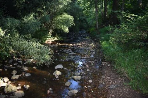 Babbling Brook in Bamboo Forest Stock Photos