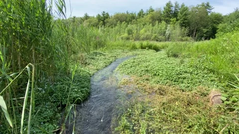 Babbling brook, creek, stream, marsh Stock Footage 137595103